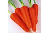 Абако F1 - морковь (фракция 2,4-2,6), Seminis (Семинис), Голландия фото, цена